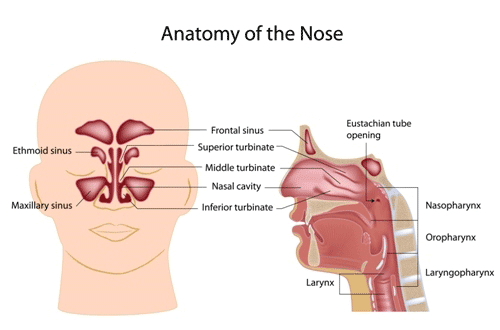 Rhinoplasty-Anatomy-of-Nose
